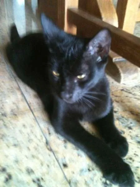 Gato ra a Não definida  idade 2 a 6 meses nome Montanha 