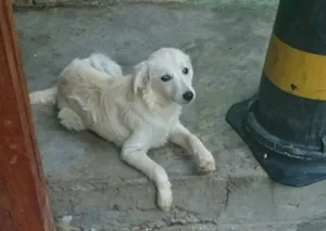 Cachorro raça srd idade 1 ano nome Nina