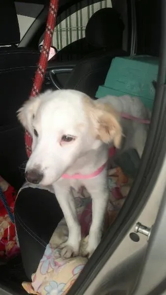 Cachorro ra a SRD idade  nome Lady