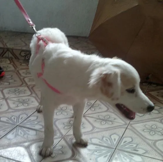 Cachorro ra a SRD idade  nome Lady