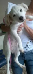 Lady