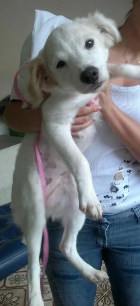 Cachorro ra a SRD idade  nome Lady