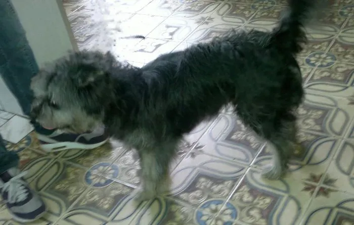 Cachorro ra a Poodle  idade 7 a 11 meses nome Lippy