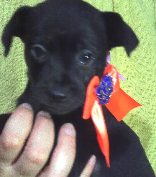Cachorro ra a SRD idade Abaixo de 2 meses nome Manchinha