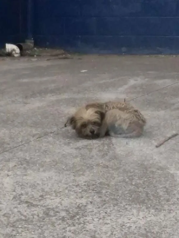 Cachorro ra a srd idade 7 a 11 meses nome sem nome