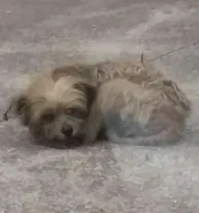 Cachorro ra a srd idade 7 a 11 meses nome sem nome