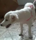 Lady