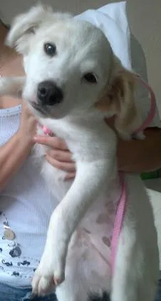 Cachorro raça SRD idade  nome Lady