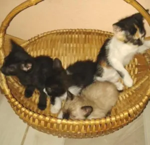 Gato raça Vira Lata idade 2 a 6 meses nome Mika, Magnólia, JJ,
