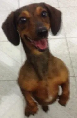 Cachorro ra a Dachsund  idade 2 anos nome Nica