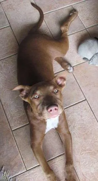 Cachorro ra a Pit-Bull idade 2 a 6 meses nome Alice