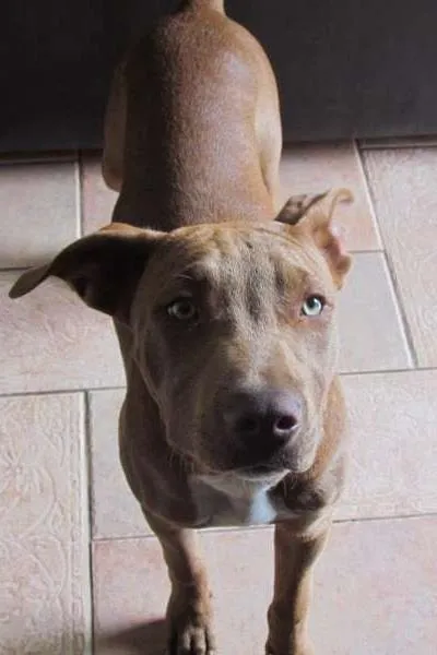 Cachorro ra a Pit-Bull idade 2 a 6 meses nome Alice
