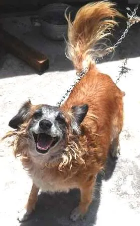 Cachorro ra a viralata idade 4 anos nome lessy