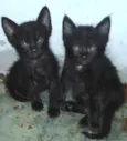 gatinhos