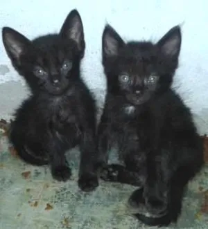 Gato raça  idade Abaixo de 2 meses nome gatinhos