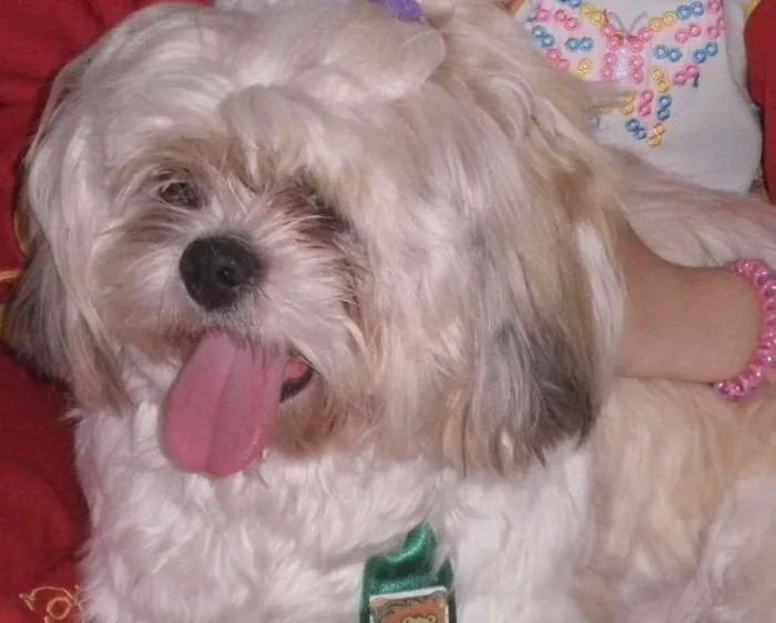 Cachorro ra a Lhasa Apso idade 5 anos nome Ju