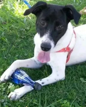 Cachorro raça SRD idade 1 ano nome Lassie