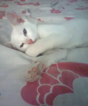 Gato raça Siamês idade 2 a 6 meses nome estrela