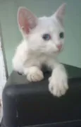 estrela