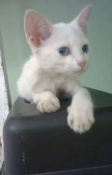 Gato raça Siamês idade 2 a 6 meses nome estrela