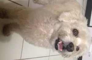 Cachorro raça Poodle idade 3 anos nome Pingo