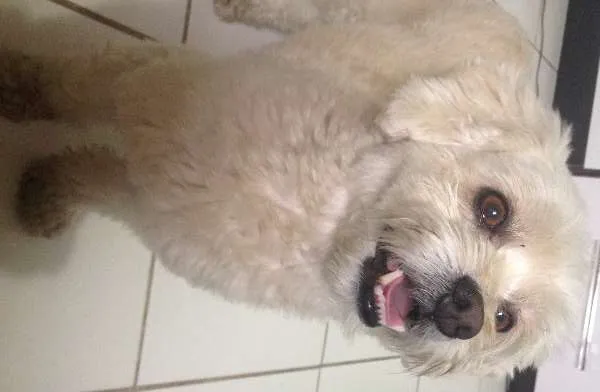 Cachorro ra a Poodle idade 3 anos nome Pingo