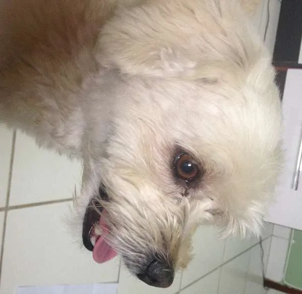 Cachorro ra a Poodle idade 3 anos nome Pingo