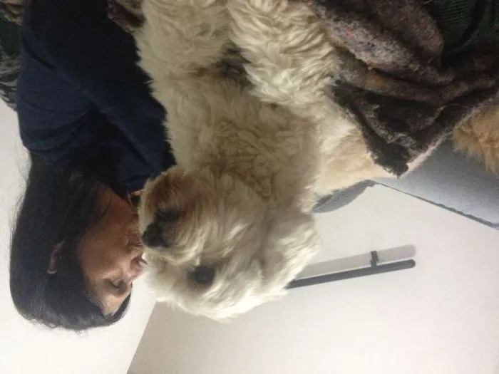 Cachorro ra a Poodle idade 3 anos nome Pingo