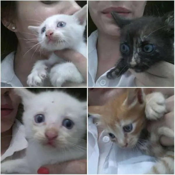 Gato ra a de rua idade 2 a 6 meses nome Fumaça, Mingau, Gar