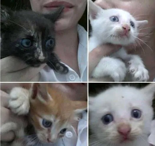 Gato ra a de rua idade 2 a 6 meses nome Fumaça, Mingau, Gar