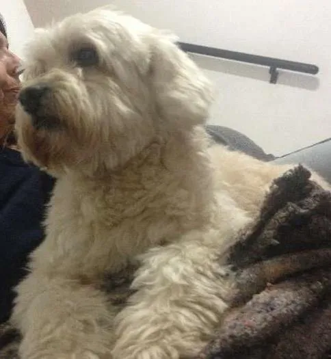 Cachorro ra a Poodle idade 3 anos nome Pingo