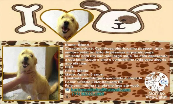 Cachorro ra a SRD idade 2 anos nome BLOND