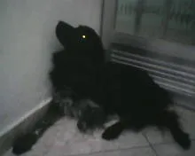 Cachorro ra a Border Collie idade 2 anos nome Sanshine
