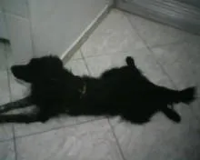 Cachorro ra a Border Collie idade 2 anos nome Sanshine