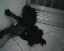 Cachorro ra a Border Collie idade 2 anos nome Sanshine