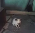 gatinhos