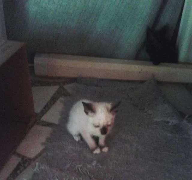 Gato ra a SRD idade Abaixo de 2 meses nome gatinhos