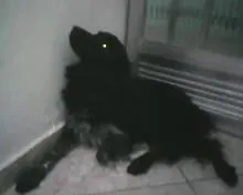 Cachorro ra a Border Collie idade 2 anos nome Sanshine