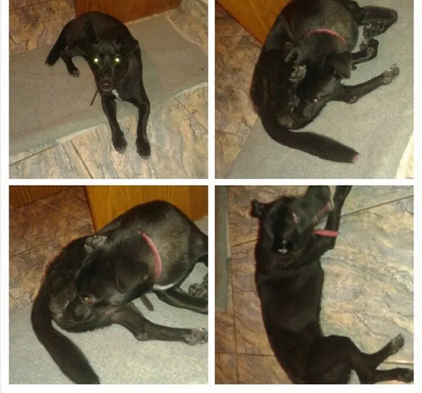 Cachorro ra a SRD idade  nome DESCONHECIDO
