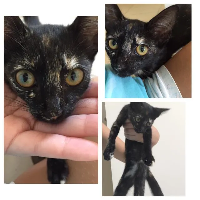Gato ra a Vira lata idade Abaixo de 2 meses nome Katy
