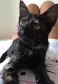 Katy