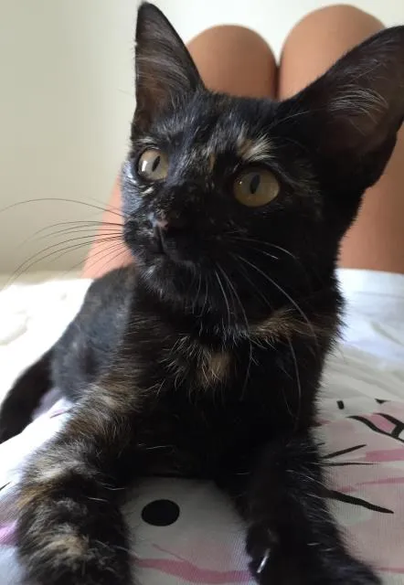 Gato ra a Vira lata idade Abaixo de 2 meses nome Katy