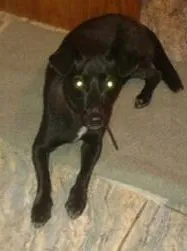 Cachorro raça SRD idade  nome DESCONHECIDO