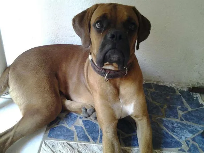 Cachorro raça Boxer idade 7 a 11 meses nome borges
