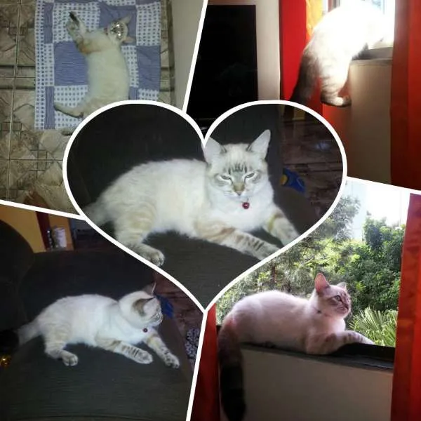 Gato ra a SRD idade 7 a 11 meses nome Gatinha
