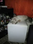 Gatinha