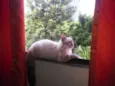 Gatinha