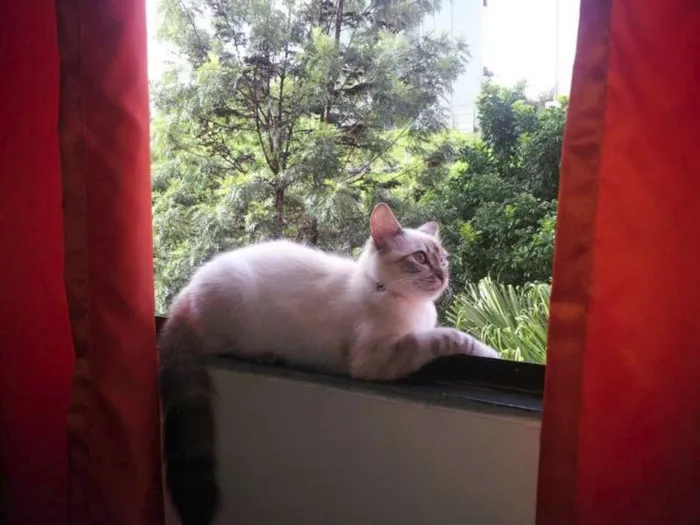 Gato ra a SRD idade 7 a 11 meses nome Gatinha