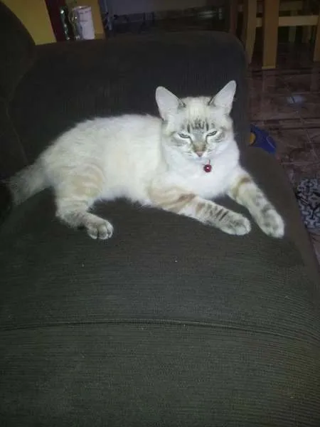 Gato ra a SRD idade 7 a 11 meses nome Gatinha