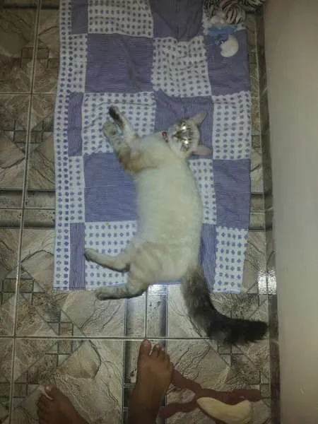 Gato ra a SRD idade 7 a 11 meses nome Gatinha